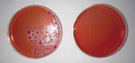 サンシルバー 大腸菌 デオキシコール酸塩 カンテン培地 テスト 製造180日後
